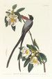 Tyran z długim ogonem - John James Audubon — widok dzieła