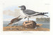 Goéland à queue fourchue - John James Audubon — widok dzieła