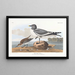 Goéland à queue fourchue - John James Audubon — oprawiony obraz na ścianie