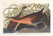 Râle d'eau douce - John James Audubon — widok dzieła