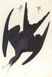 Frégate pélican - John James Audubon — widok dzieła