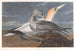 Fou de Bassan - John James Audubon — widok dzieła