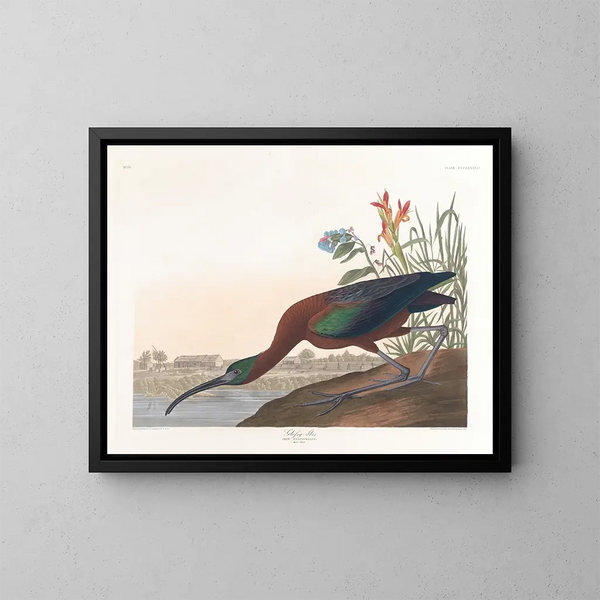 Ibis falcinelle - John James Audubon — oprawiony obraz na ścianie