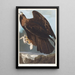 orła bielika - John James Audubon — oprawiony obraz na ścianie