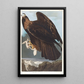 John James Audubon - Golden eagle.webp