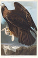 orła bielika - John James Audubon — widok dzieła