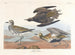 Pluvier doré - John James Audubon — widok dzieła