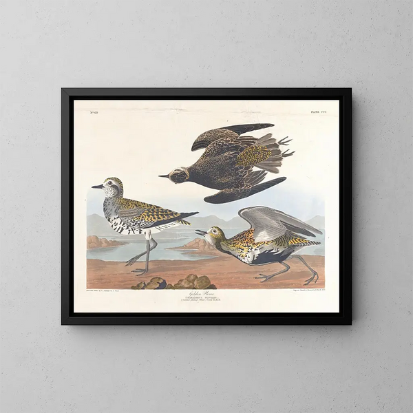 Pluvier doré - John James Audubon — oprawiony obraz na ścianie