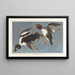 Garrot à œil d'or, Fuligula clangula - John James Audubon — oprawiony obraz na ścianie