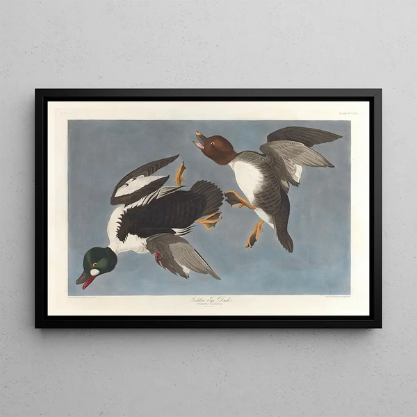 Garrot à œil d'or, Fuligula clangula - John James Audubon — oprawiony obraz na ścianie