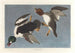 Garrot à œil d'or, Fuligula clangula - John James Audubon — widok dzieła