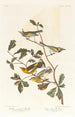 Paruline à ailes dorées - John James Audubon — widok dzieła