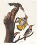 z złotymi skrzydłami - John James Audubon — widok dzieła