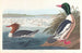 Harle bièvre - John James Audubon — widok dzieła
