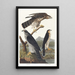 Wokół gołębi - John James Audubon — oprawiony obraz na ścianie
