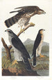 Wokół gołębi - John James Audubon — widok dzieła