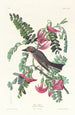 Tyran szary - John James Audubon — widok dzieła