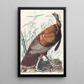 John James Audubon - Great American cock.webp