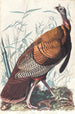 dużego amerykańskiego koguta - John James Audubon — widok dzieła