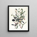 Dzierzba północna, plansza 192 Audubona — oprawiona reprodukcja