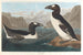 Wielki pingwin - John James Audubon — widok dzieła