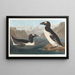 Wielki pingwin - John James Audubon — oprawiony obraz na ścianie