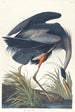 Wielki niebieski heron - John James Audubon — widok dzieła