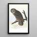 szarego puszczyka - John James Audubon — oprawiony obraz na ścianie