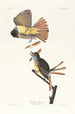 Tyran huppé - John James Audubon — widok dzieła