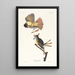 Tyran huppé - John James Audubon — oprawiony obraz na ścianie