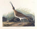 Wielki kurka eskimoska - John James Audubon — widok dzieła