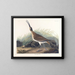 Wielki kurka eskimoska - John James Audubon — oprawiony obraz na ścianie