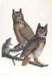 Wielki puszczyk amerykański - John James Audubon — widok dzieła