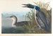 nurka z imbrinem lub łabędzia - John James Audubon — widok dzieła