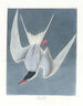 Sterne cendrée - John James Audubon — widok dzieła