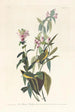 Tyran à tête noire - John James Audubon — widok dzieła