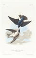 Hirondelle à ventre blanc - John James Audubon — widok dzieła