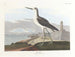 Barka z czarnym ogonem - John James Audubon — widok dzieła