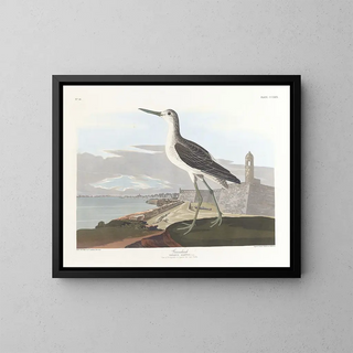 John James Audubon - Greenshank.webp