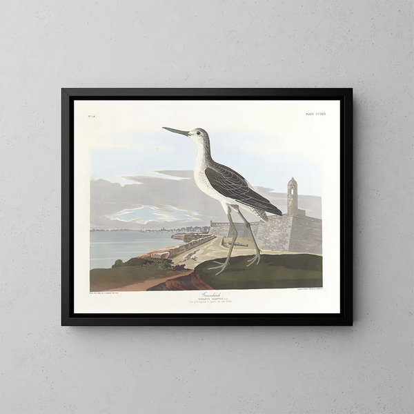Barka z czarnym ogonem - John James Audubon — oprawiony obraz na ścianie