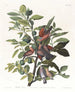Kolumba ziemskiego - John James Audubon — widok dzieła