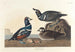 Kaczka arlekin - John James Audubon — widok dzieła