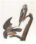 Chouette épervière - John James Audubon — widok dzieła