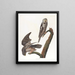 Chouette épervière - John James Audubon — oprawiony obraz na ścianie
