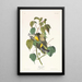 Paruline des pruches - John James Audubon — oprawiony obraz na ścianie