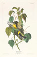 Paruline des pruches - John James Audubon — widok dzieła