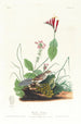 Bruant de Henslow - John James Audubon — widok dzieła