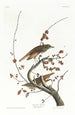 Grive solitaire - John James Audubon — widok dzieła