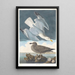Goéland argenté - John James Audubon — oprawiony obraz na ścianie