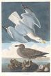 Goéland argenté - John James Audubon — widok dzieła